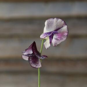 Sweet Pea Nimbus