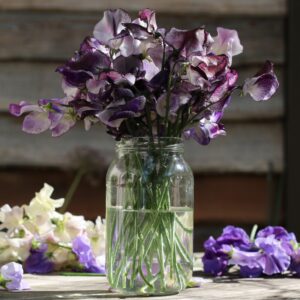 Sweet Pea Seeds
