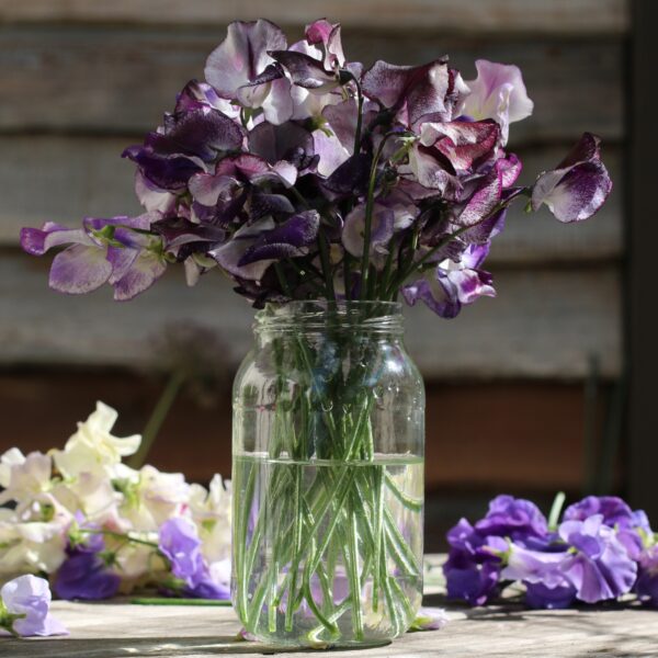Sweet Pea Nimbus - Image 2
