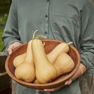 Squash - Winter Burpee Butterbush