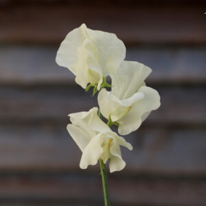 Sweet Pea Spencer Ice Cream