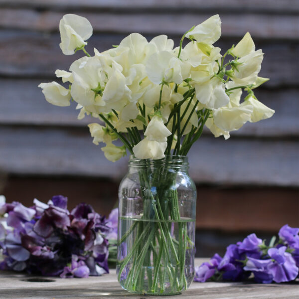 Sweet Pea Spencer Ice Cream - Image 2