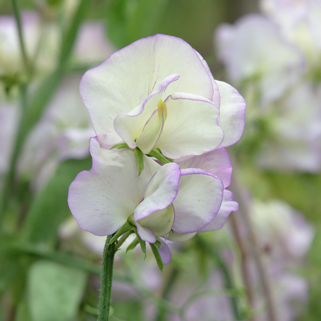 Old Times Sweet Pea flowers with white petals edged with mauve