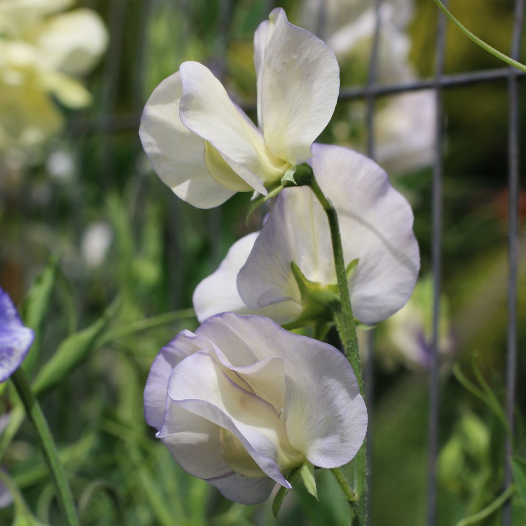 Old Times Sweet Pea flowers with white petals edged with mauve
