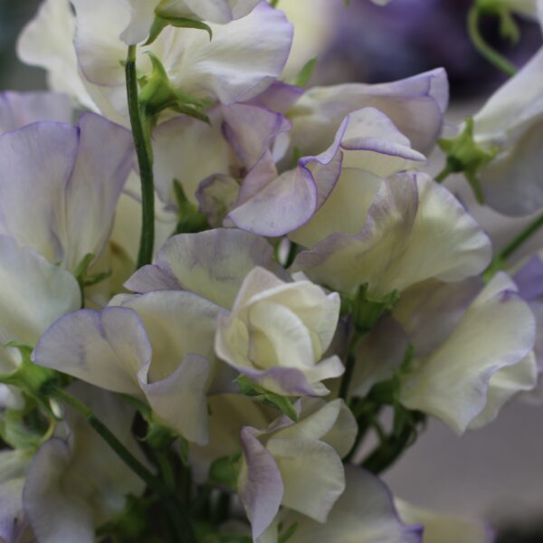Sweet Pea Spencer Old Times