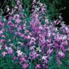 Stocks Night Scented
