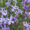 Stocks Night Scented - Image 2