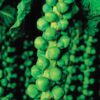 Brussel Sprout Long Island Improved