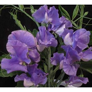 Sweet Pea Parfume Just Julia - 25