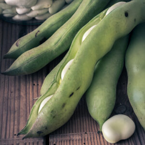 Broad Bean Aquadulce Claudia