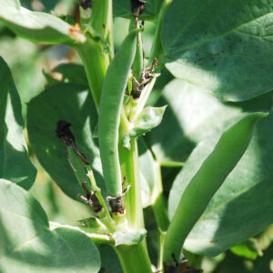 Aquadulce Claudia Broad Beans on the plant with leafy foliage