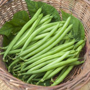 A basket of green dwarf french Harrison beans freshly harvested with leaves.