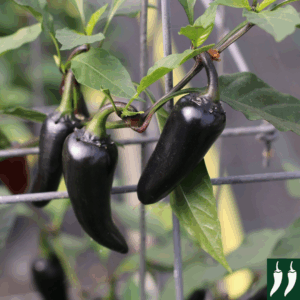 Pepper Hungarian Black