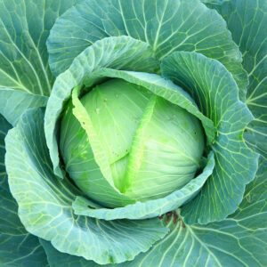 Cabbage Earliest of All