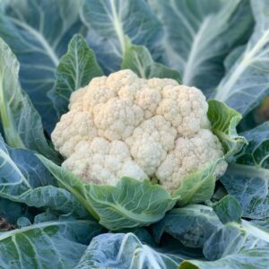 All Year Round white cauliflower growing on the plant with dark leaves
