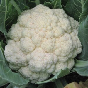 Cauliflower 'All Year Round'
