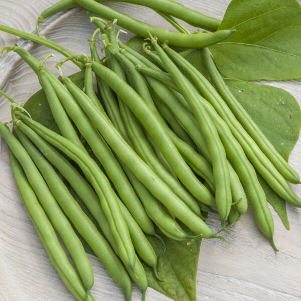 Dwarf Bean - Harrison - Image 2