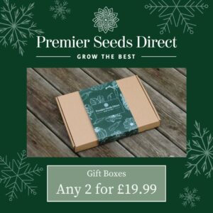 Xmas Special: Two Gift Boxes for £19.99