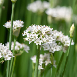 Herb Garlic Chives (Chinese)