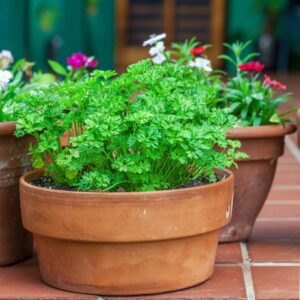 Parsley Seeds
