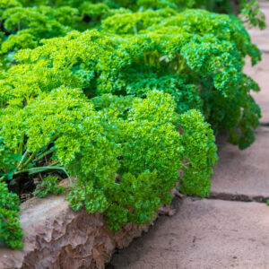 Herb Parsley Triple Moss Curled