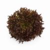 Lettuce - Classio - Image 3