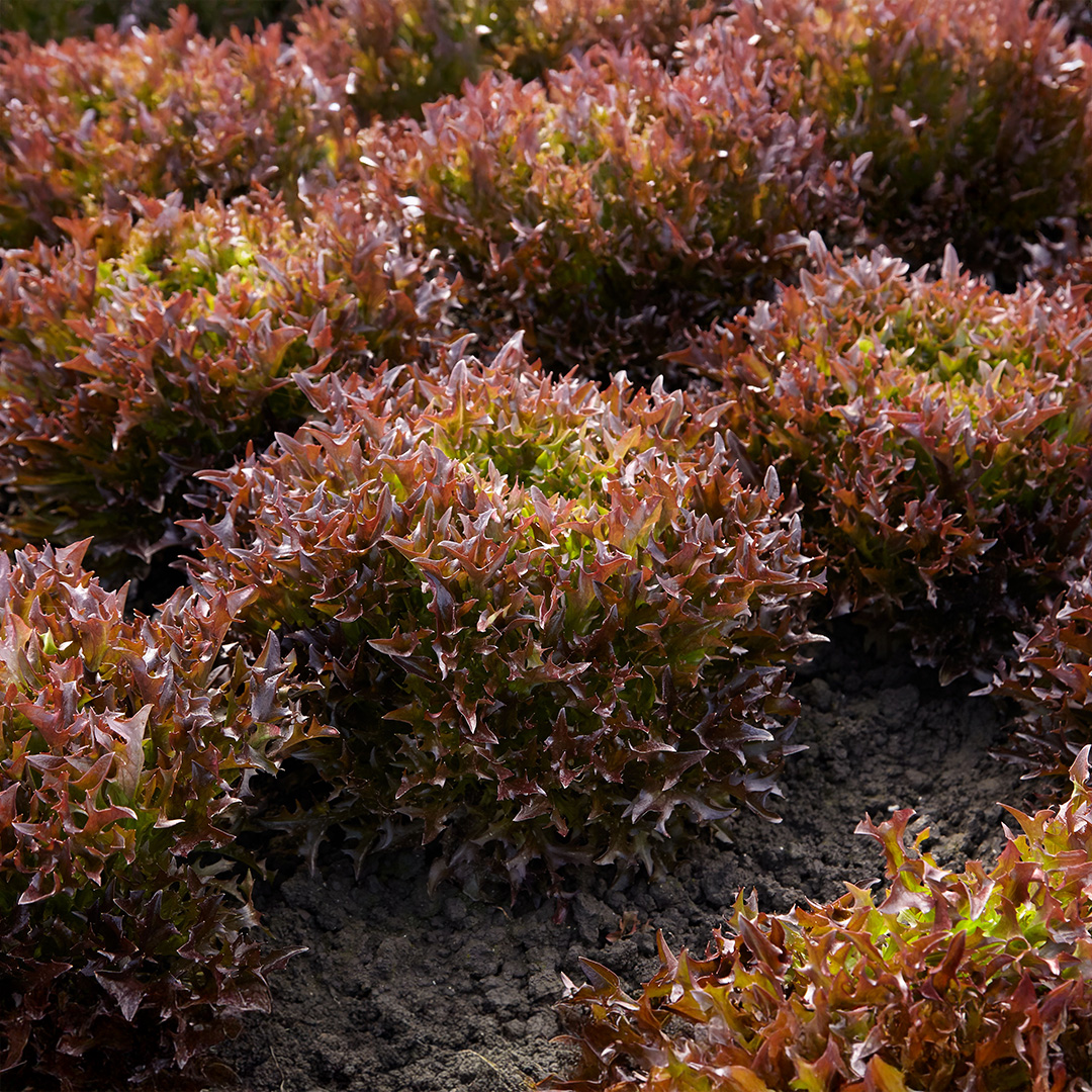 Lettuce - Classio - Image 2