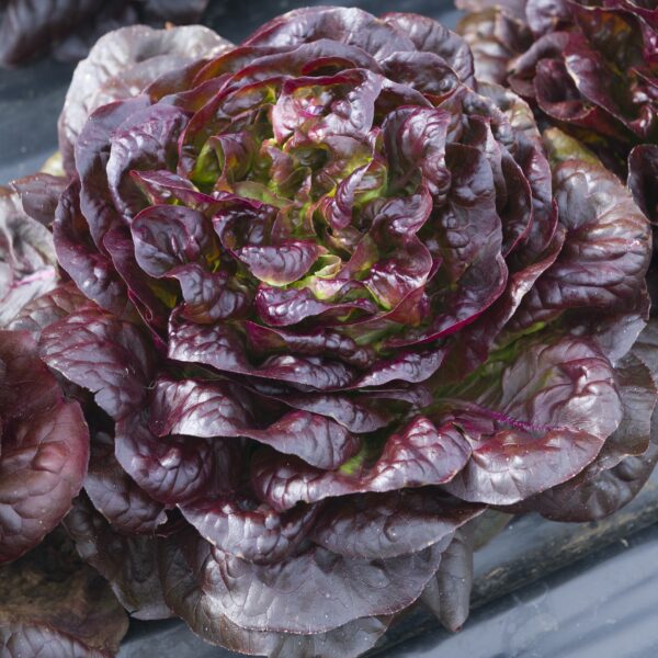 Lettuce - Rubagio - Image 2