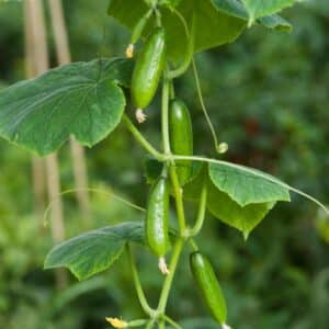 Mini Munch cucumbers growing on the plant with leafy green foliage