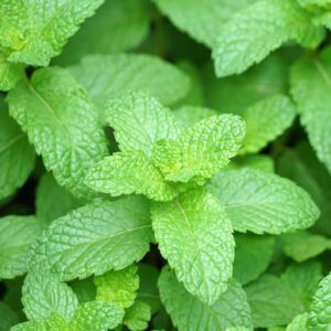 Mint Egyptian Round Leaf