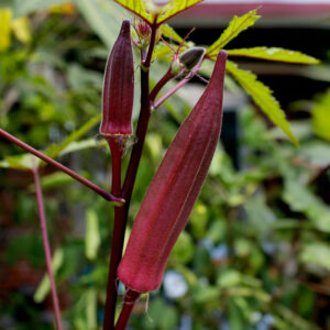 Burgundy Okra growing on the plant with red stems and green leaves in front of a blurred background