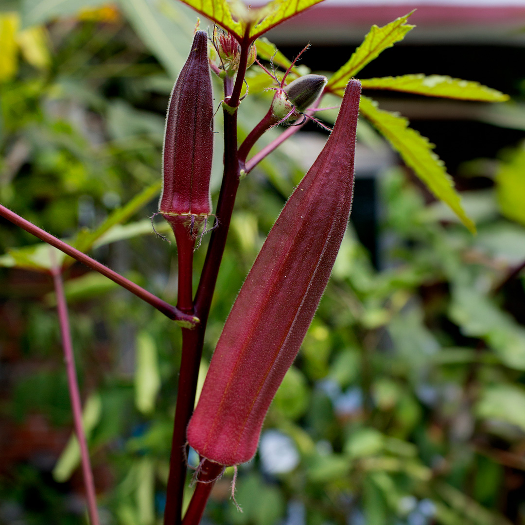 Burgundy Okra growing on the plant with red stems and green leaves in front of a blurred background