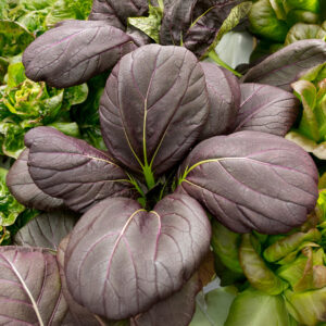 Ruby Pak Choi plant growing in the ground with deep red leaves and green veins