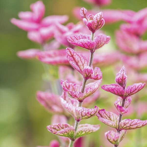 Salvia Pink Sundae - Image 2