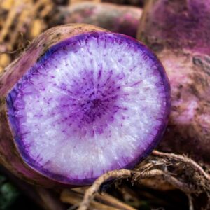 A sliced Blue Moon Radish with roots attached.
