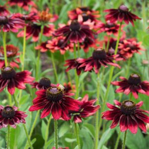 Rudbeckia Seeds
