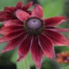 Rudbeckia Hirta Cherry