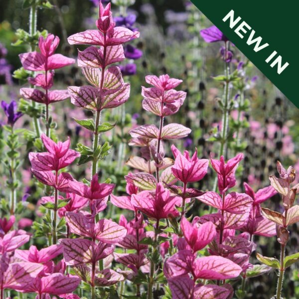 Salvia Pink Sundae