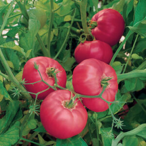 Tomato Brandy Boy F1