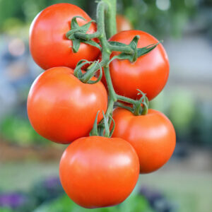 Tomato Oh Happy Days