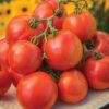 Tomato - Oh Happy Days - Image 2
