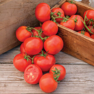 Tomato - Oh Happy Days