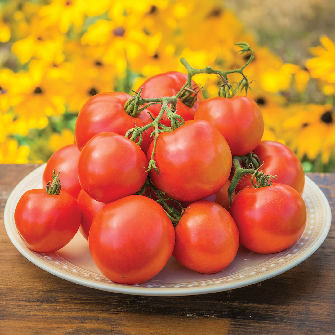 Tomato - Oh Happy Days - Image 2