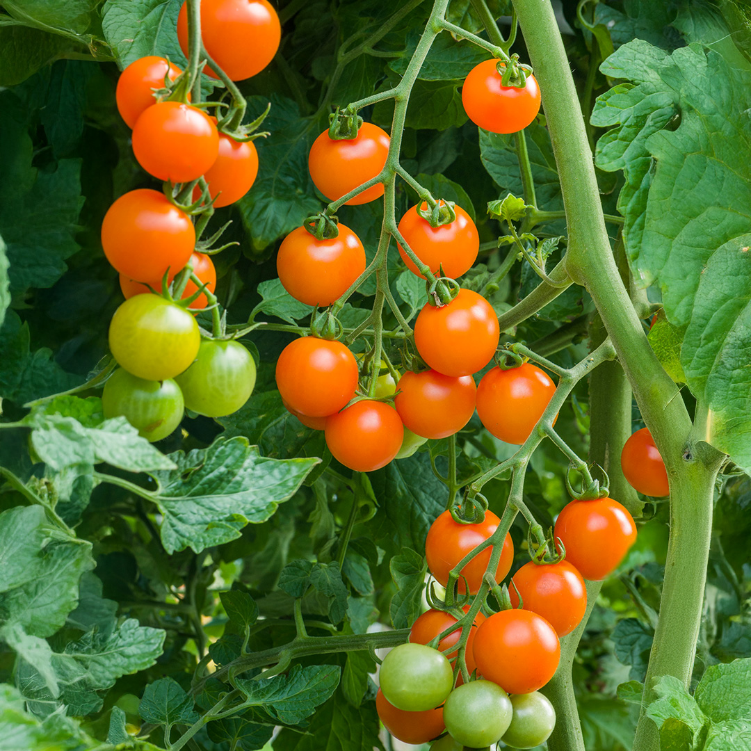 Tomato Orangeto F1 - Image 2