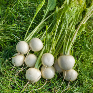 Turnip Temari White