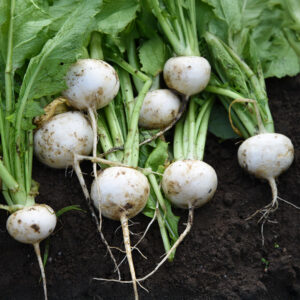 Turnip Tokyo Cross F1