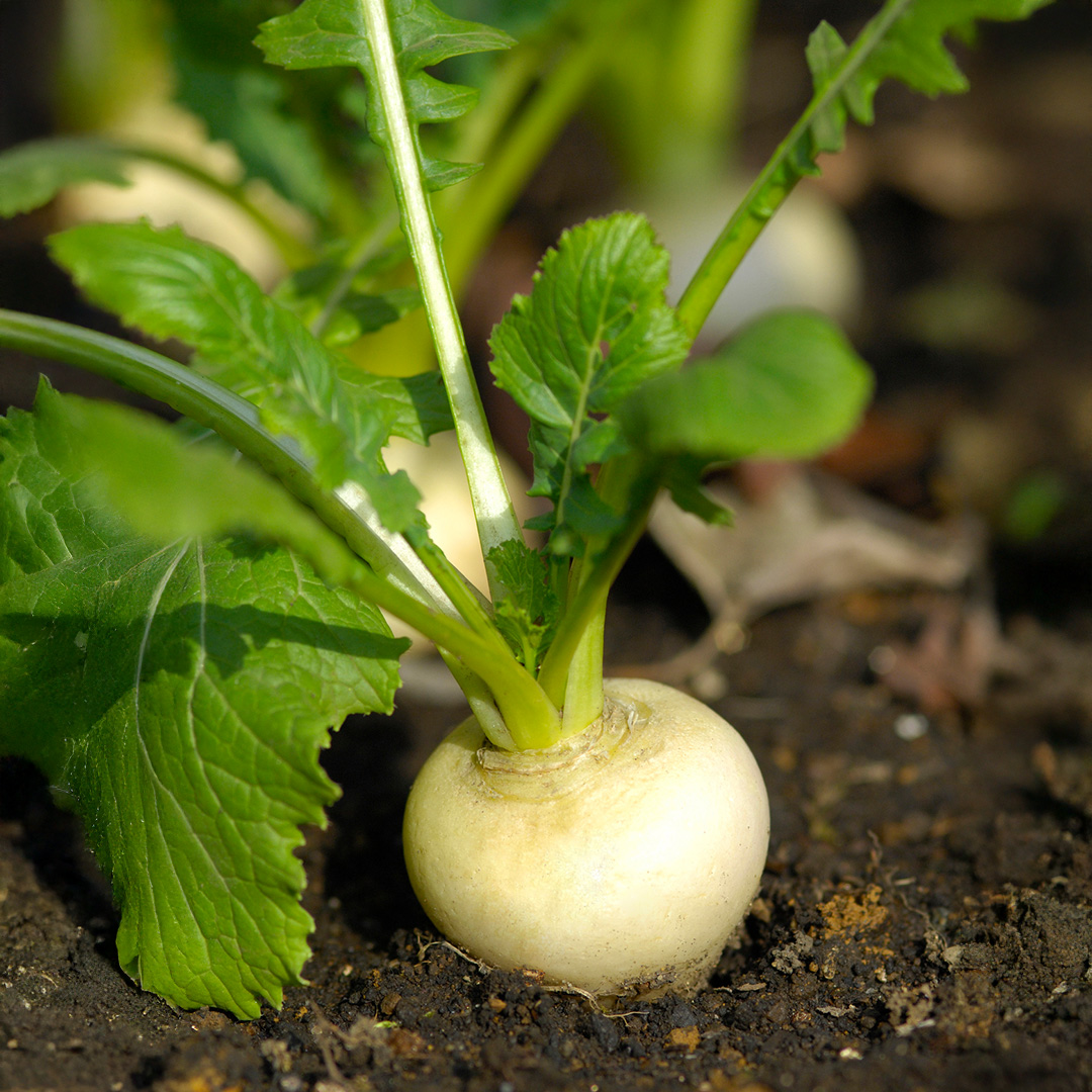 Turnip Tokyo Cross F1 - Image 2