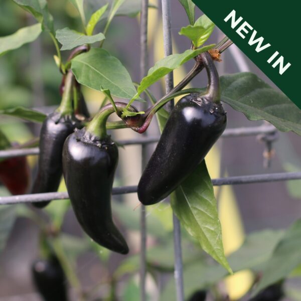 Pepper Hungarian Black