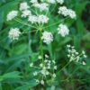 Herb Caraway