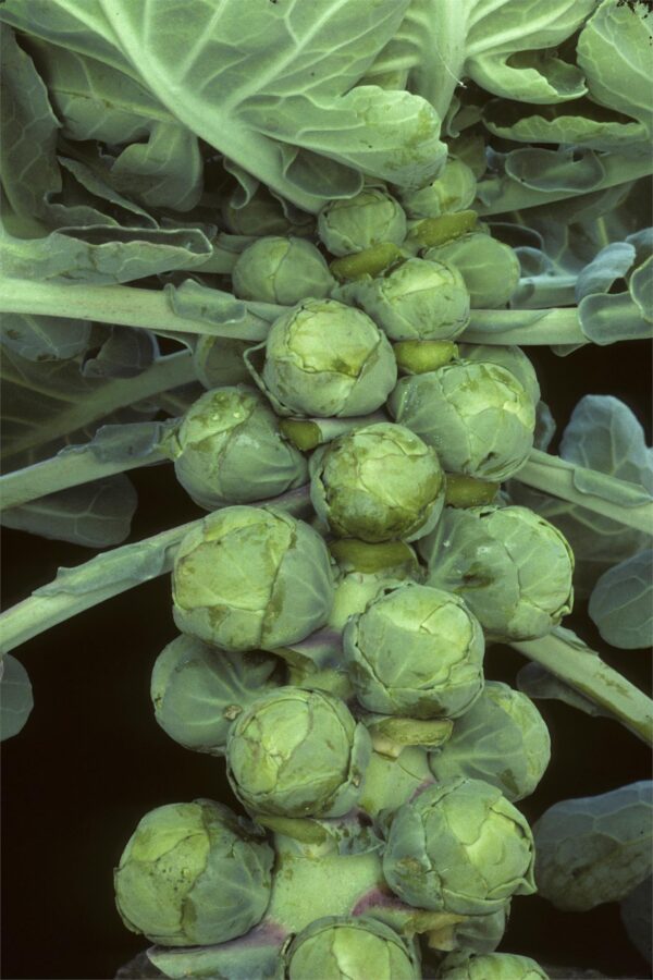 Brussel Sprouts Darkmar 21